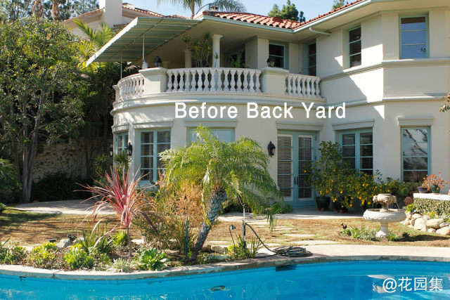 Drought Tolerant, Dog Friendly GroundCover